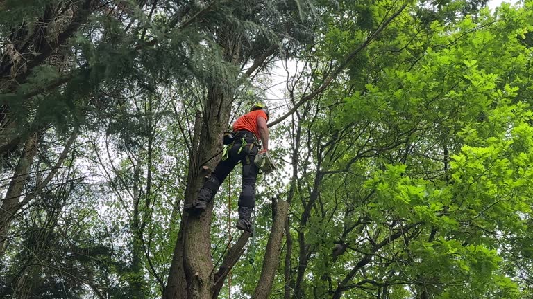 Best Tree Cabling and Bracing  in Totowa, NJ